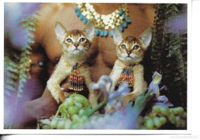 Postales: Dama con sus dos gatos. Postsl fotográfica Alemana. Edit Taschen. Foto Robert Vavra. 11 x 16 cms.